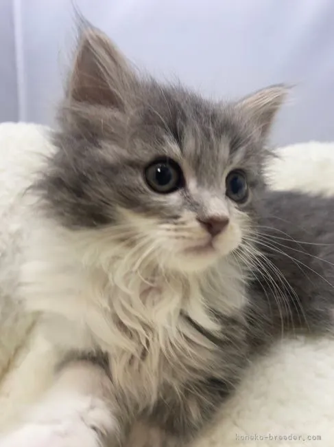 ID：2201-00290の子猫