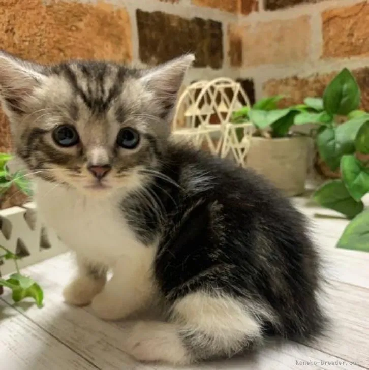 ねこた 様のお迎えした子猫