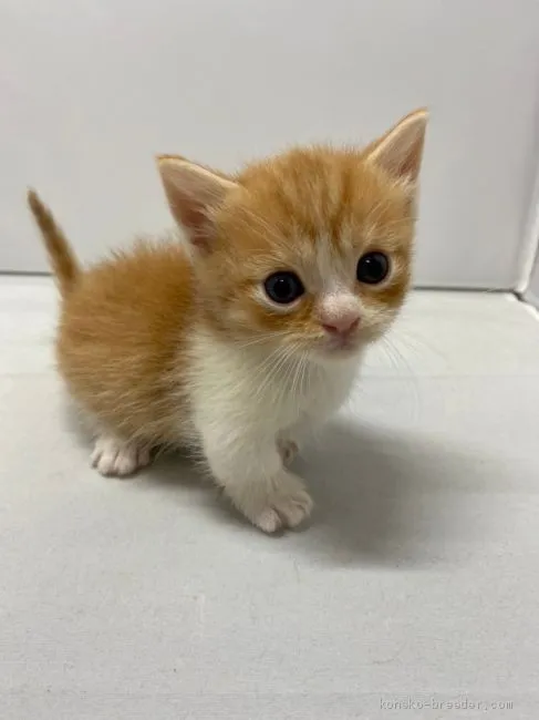 ID：2005-02239の子猫