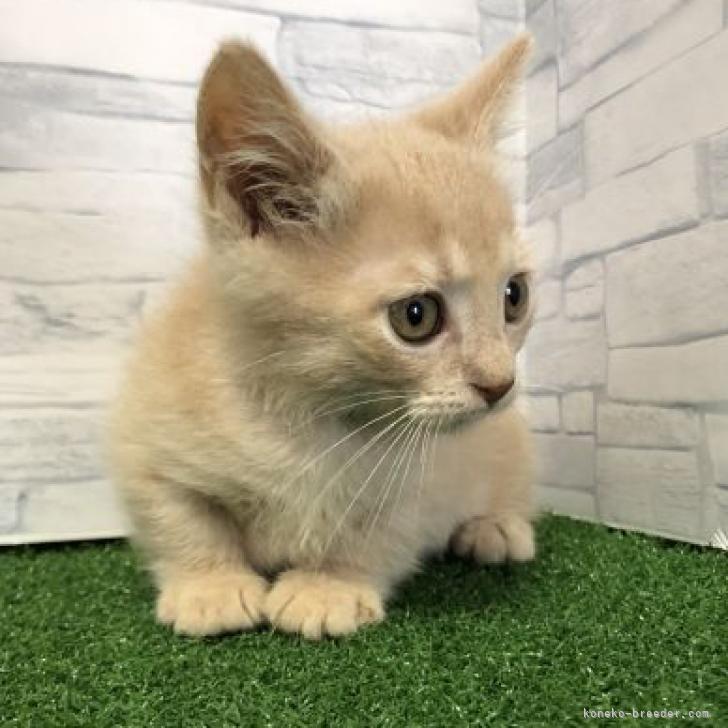 マンチカン 短足 岐阜県 男の子 22年5月25日 クリームタビー カード支払い可 オススメです こみこみ価格です みんなの子猫ブリーダー 子猫id 26