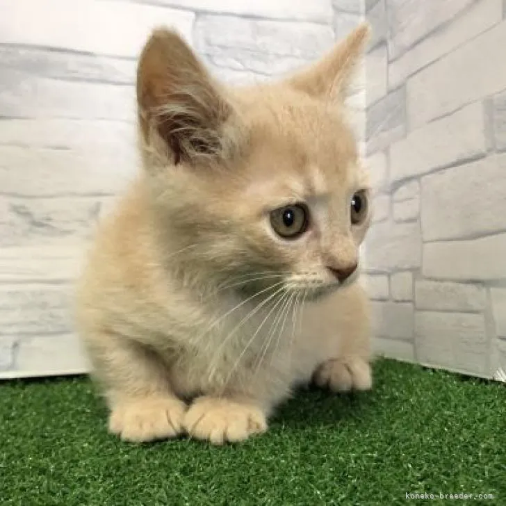 ID：2206-03103の子猫