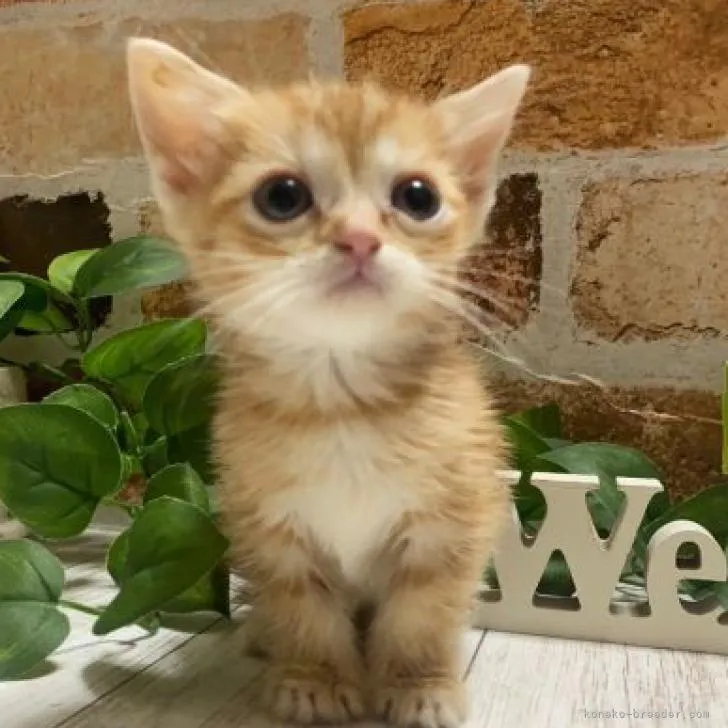 ID:2301-00023の子猫