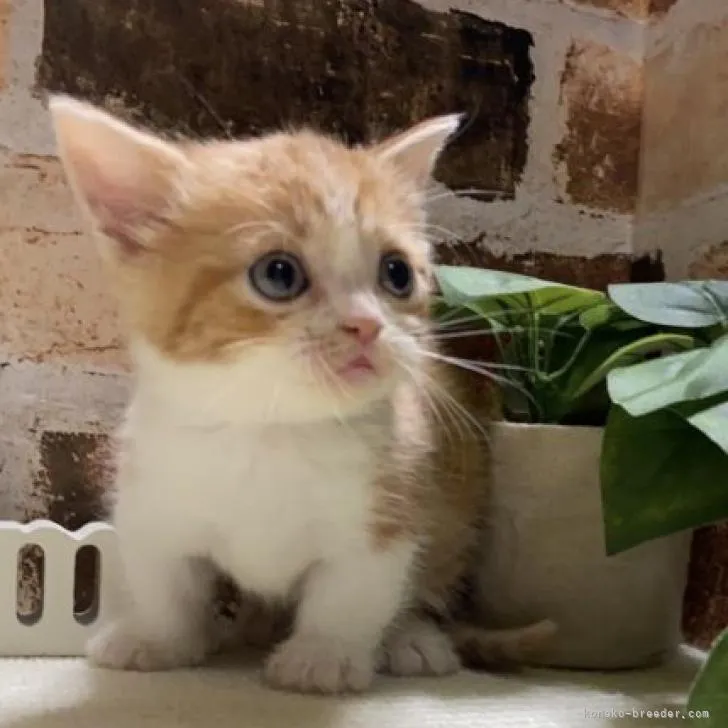 ID：2208-01790の子猫
