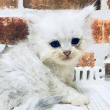 ペルシャ(チンチラ)【岐阜県・女の子・2023年5月25日・チンチラシルバー】の写真「かわいい♪将来有望！カード利用可です♪」