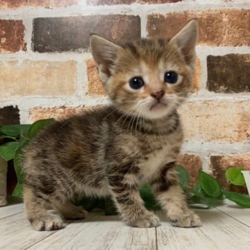 マンチカン(長足)【岐阜県・女の子・2024年3月20日・ブラウンタビー】の写真「かわいい♪かわいい😊ｶｰﾄﾞ可♪」