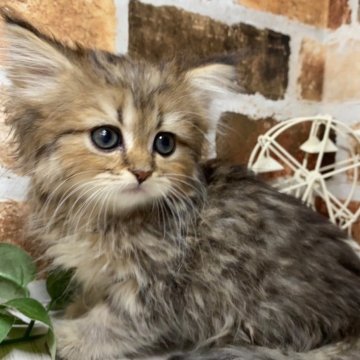 ペルシャ(チンチラ)【岐阜県・女の子・2024年5月23日・チンチラゴールデン】の写真「かわいい♪かわいい😊ｶｰﾄﾞ可♪」