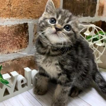 ミヌエット(長足)【岐阜県・男の子・2022年12月1日・ブラウンタビー】の写真「かわいい😊直接お迎え特典あり🉐」