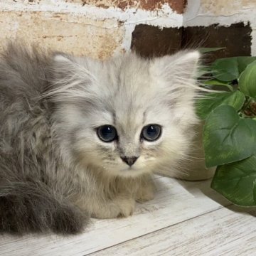 ペルシャ(チンチラ)【岐阜県・男の子・2024年4月24日・チンチラシルバー】の写真「かわいい♪かわいい😊ｶｰﾄﾞ可♪」