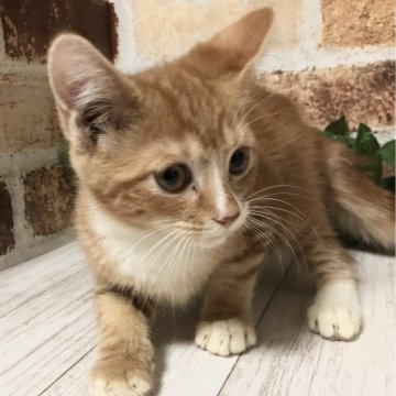 マンチカン(長足)【岐阜県・男の子・2023年5月17日・レッドタビーホワイト】の写真「かわいいですよ😊お得な価格です♪カード可♪」