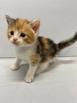 マンチカン(長足)【岐阜県・女の子・2020年4月26日・キャリコ】の写真「優しいミケねこちゃん」