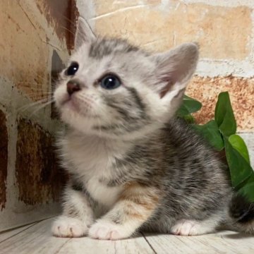 マンチカン(長足)【岐阜県・女の子・2024年3月20日・シルバーパッチドタビーホワイト】の写真「かわいい♪かわいい😊ｶｰﾄﾞ可♪」