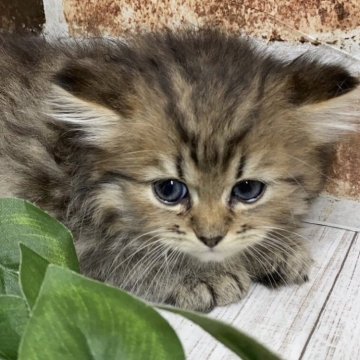 ペルシャ(チンチラ)【岐阜県・男の子・2024年5月23日・チンチラゴールデン】の写真「かわいい♪かわいい😊ｶｰﾄﾞ可♪」