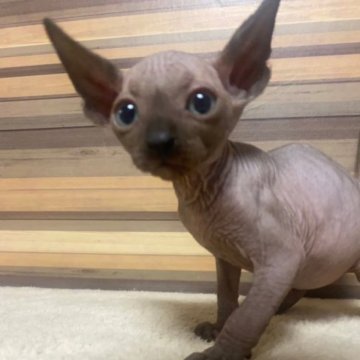 スフィンクス【岐阜県・男の子・2023年8月16日・ブルー】の写真「かわいい😊掲載期間残り僅かお早めに」