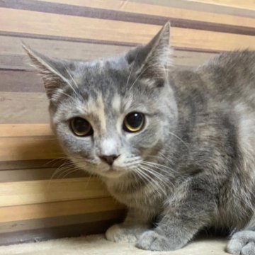 マンチカン(長足)【岐阜県・女の子・2024年4月4日・ブルーパッチドタビー】の写真「かわいい😍連れて帰れる😊カード可♪」
