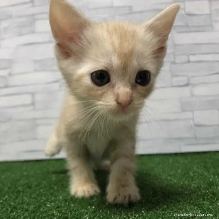 S.K 様のお迎えした子猫