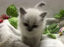 ミヌエット【岐阜県・男の子・2021年3月12日・シールポイント】の写真2