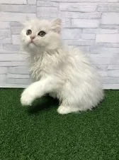 ペルシャ(チンチラ)【岐阜県・女の子・2022年2月9日・チンチラシルバー】の写真2