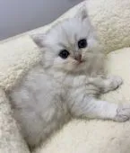 ペルシャ(チンチラ)【岐阜県・男の子・2021年10月13日・チンチラシルバー】の写真2