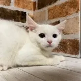 マンチカン(長足)【岐阜県・女の子・2023年8月18日・】の写真2