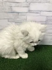 ペルシャ(チンチラ)【岐阜県・女の子・2022年2月9日・チンチラシルバー】の写真4