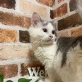 マンチカン(長足)【岐阜県・男の子・2023年7月5日・ブルータビーホワイト】の写真4