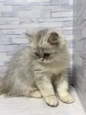 ペルシャ(チンチラ)【岐阜県・男の子・2023年7月3日・チンチラシルバー】の写真4