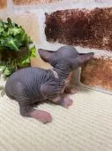 スフィンクス【岐阜県・男の子・2022年1月19日・ブルーホワイト】の写真5