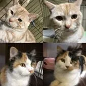 マンチカン(長足)【岐阜県・男の子・2019年8月26日・プラウンタビー&ホワイト】の写真5「パパのごろう氏とママのミケちやん」