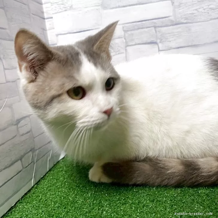 マンチカン(短足)【岐阜県・男の子・2025年4月30日・ブルータビーホワイト】の写真1