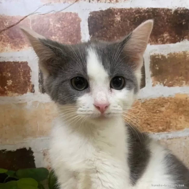 ID：2412-00926の子猫