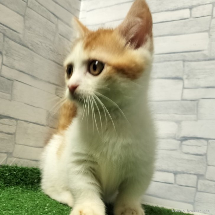 ブリーダー画像