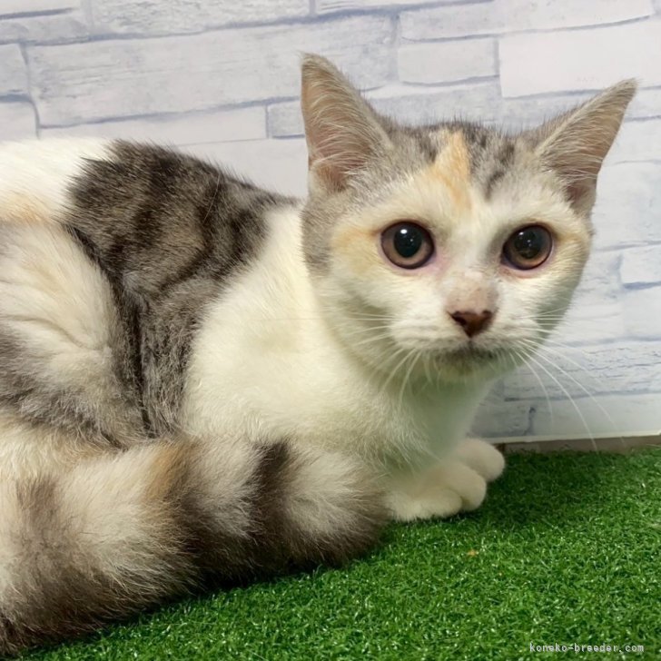 足の長いマンチカン 価格の安いマンチカン♀ ※足長 / ペットショップ【かねだい】