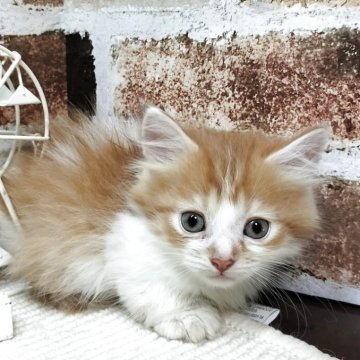 マンチカン(短足)【岐阜県・男の子・2025年5月14日・レッドタビーホワイト】の写真「かわいい♪かわいい😊ｶｰﾄﾞ可♪」