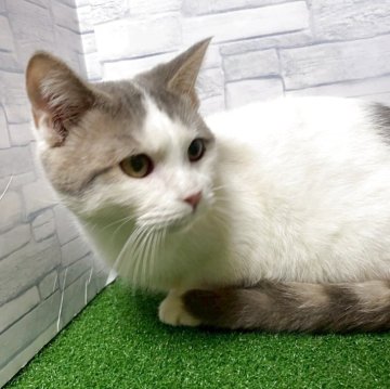 マンチカン(短足)【岐阜県・男の子・2025年4月30日・ブルータビーホワイト】の写真「かわいい♪特価です😊ｶｰﾄﾞ可♪」