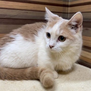 マンチカン(短足)【岐阜県・女の子・2025年4月1日・クリームタビーホワイト】の写真「かわいい♪つれて帰れるよ😊ｶｰﾄﾞ可♪」