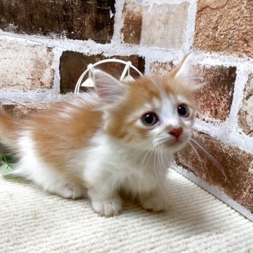 マンチカン(短足)【岐阜県・男の子・2025年5月14日・レッドタビーホワイト】の写真「かわいい♪😊ｶｰﾄﾞ可♪7/10画像更新」