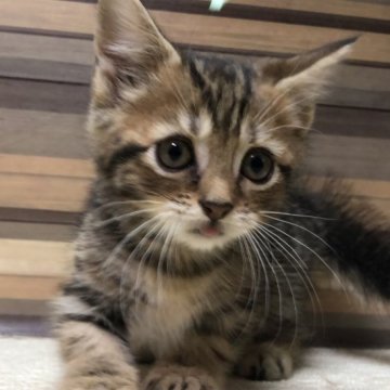 マンチカン(短足)【岐阜県・男の子・2025年9月3日・ブラウンタビー】の写真「良顔ちゃん♪期間限定😊カード可♪」