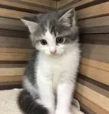 マンチカン(長足)