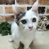 マンチカン(短足)