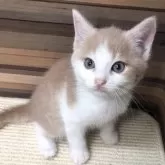 マンチカン(長足)