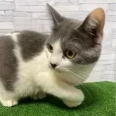 マンチカン(長足)