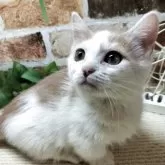 マンチカン(短足)