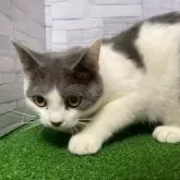 マンチカン(長足)【岐阜県・男の子・2025年2月18日・ブルータビーホワイト】の写真2