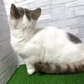 マンチカン(短足)【岐阜県・男の子・2025年4月30日・ブルータビーホワイト】の写真2