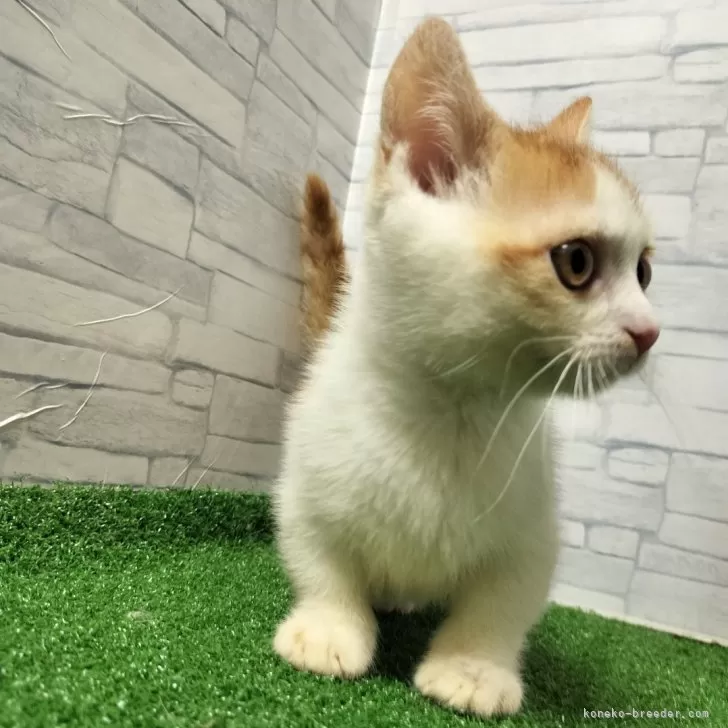 ⭐︎いーちゃんページ⭐︎のびねこ7種 楽天市場】のびねこシリーズのびの通販