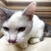 マンチカン(短足)【岐阜県・男の子・2025年2月18日・ブルータビーホワイト】の写真3