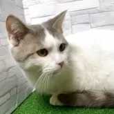 マンチカン(短足)【岐阜県・男の子・2025年4月30日・ブルータビーホワイト】の写真3