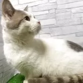 マンチカン(短足)【岐阜県・男の子・2025年4月30日・ブルータビーホワイト】の写真4