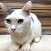 マンチカン(短足)【岐阜県・男の子・2025年2月18日・ブルータビーホワイト】の写真5