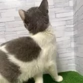 マンチカン(長足)【岐阜県・男の子・2025年2月18日・ブルータビーホワイト】の写真5